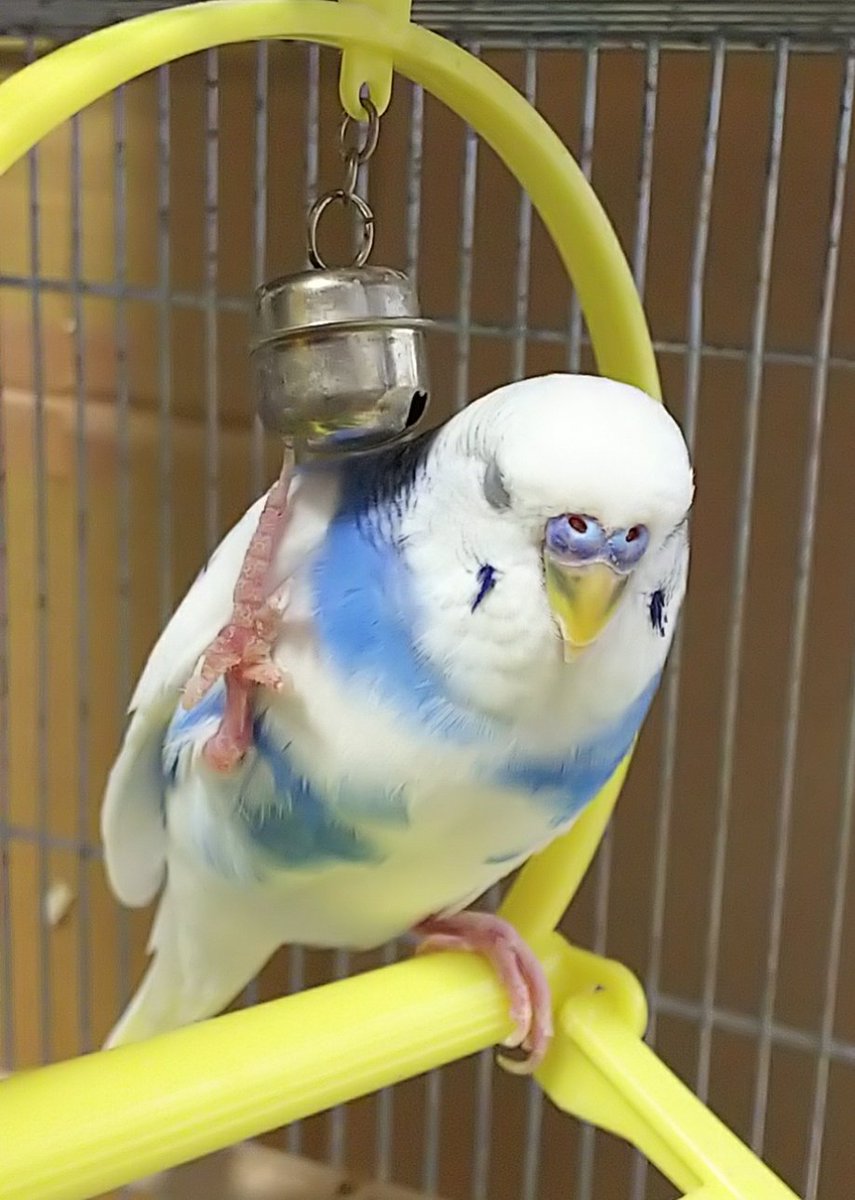 みちすー 鈴の穴に爪をひっかけて寝るうみ坊 いつも大股開きで寝てるけど 足が痛くならないのかな セキセイインコ パイド 鈴 ブランコ インコ みちすー 鈴の穴に爪をひっかけて寝るうみ坊 いつも大股開きで寝てるけど 足が痛くならないのかな セキセイインコ パイド 鈴 ブランコ インコ