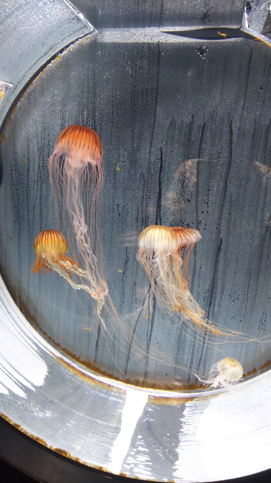 水族館の注意書きが謎過ぎる！普通そんなことしないからwww