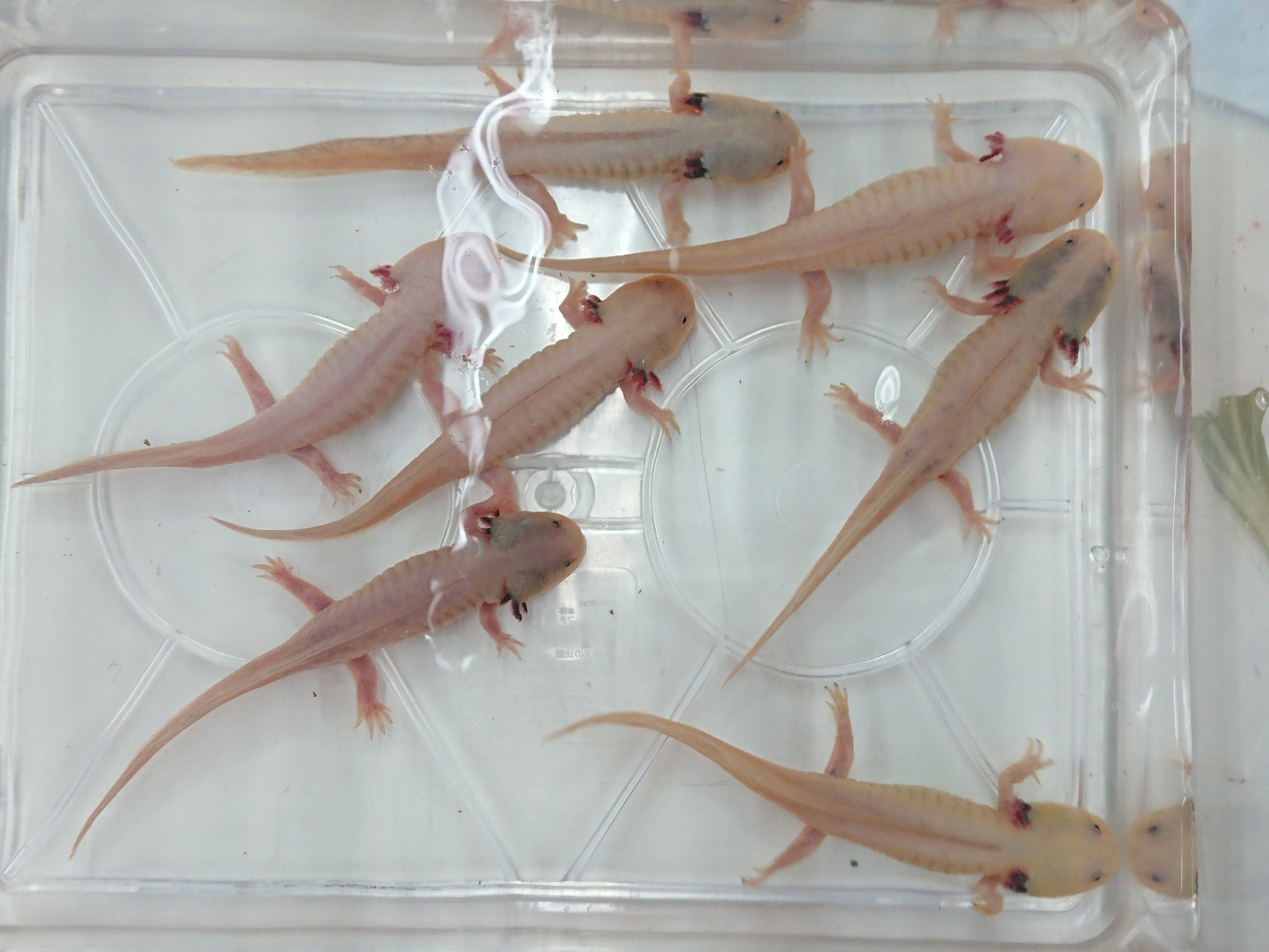 かねだい 海老名店 ウーパールーパー Xlサイズ 多数入荷しました T Co Jxylxevxyd Twitter