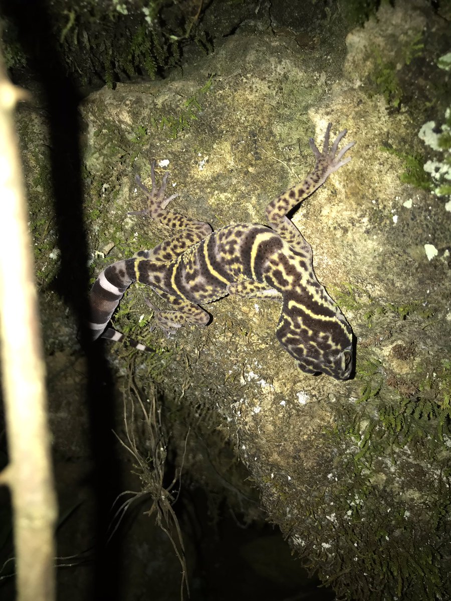 wineofowl's tweet photo. Goniurosaurus kwangsiensis, Chilobrachys cf liboensis, Tiwaripotamon sp, karst area of Nanning. https://t.co/exRwfAKcXo