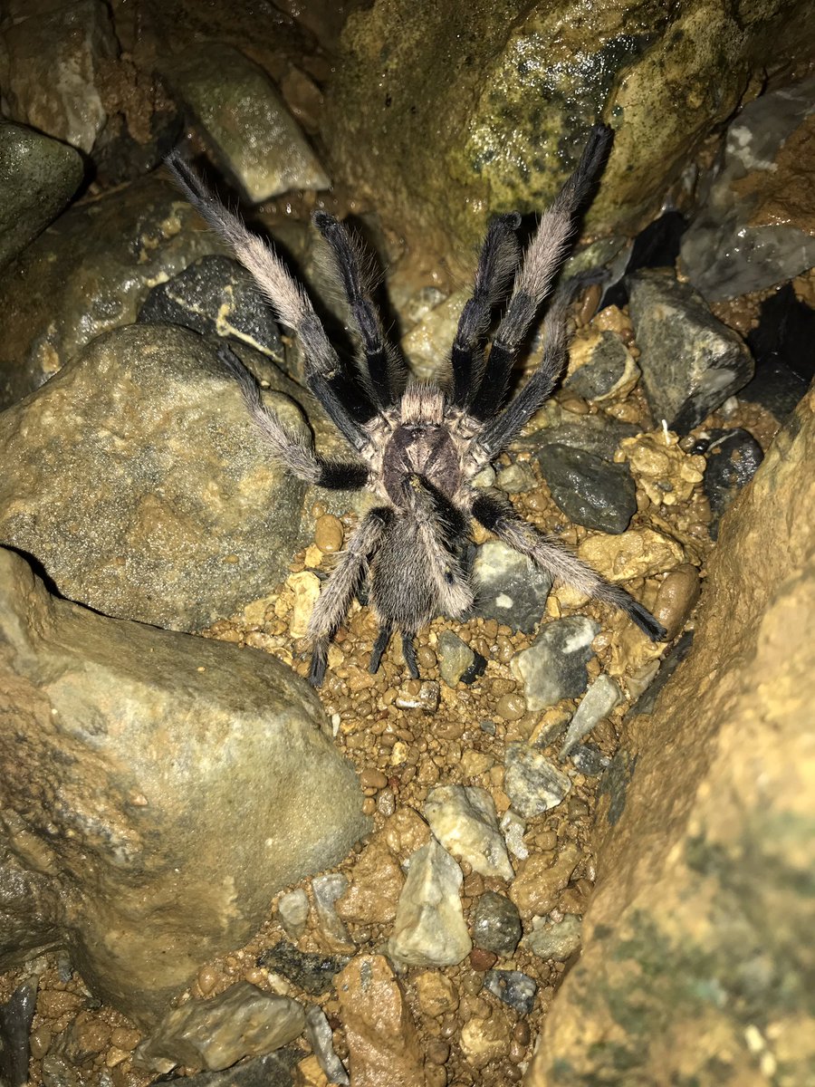 wineofowl's tweet photo. Goniurosaurus kwangsiensis, Chilobrachys cf liboensis, Tiwaripotamon sp, karst area of Nanning. https://t.co/exRwfAKcXo