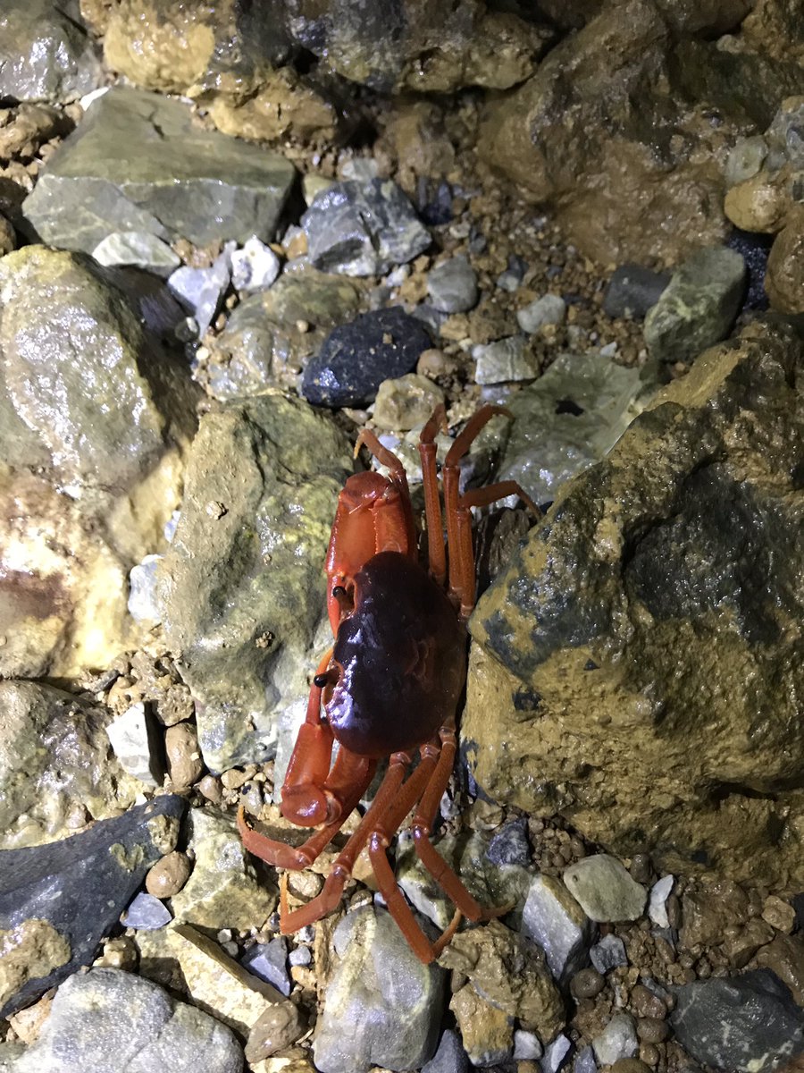 wineofowl's tweet photo. Goniurosaurus kwangsiensis, Chilobrachys cf liboensis, Tiwaripotamon sp, karst area of Nanning. https://t.co/exRwfAKcXo