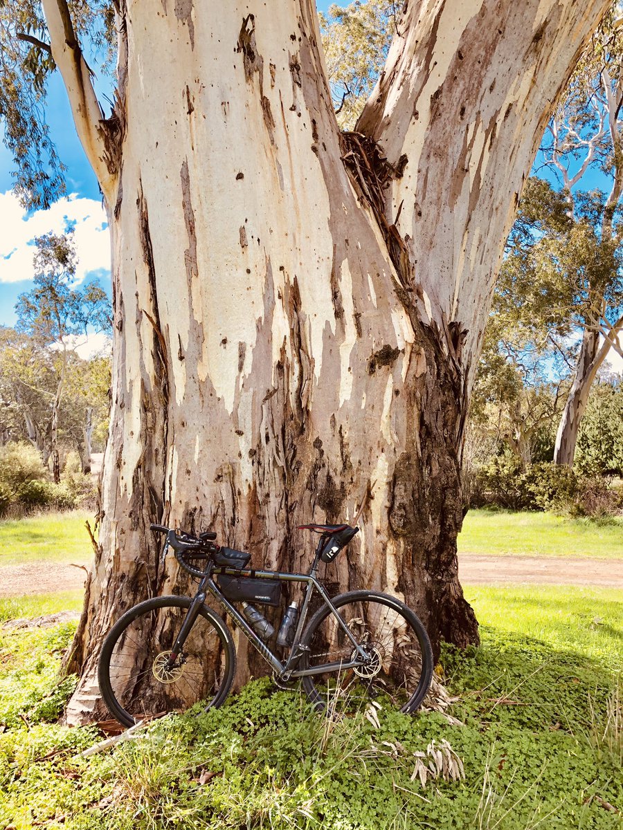 arborsmarty's tweet photo. Today’s #treeride. https://t.co/WmVKyoQWOT