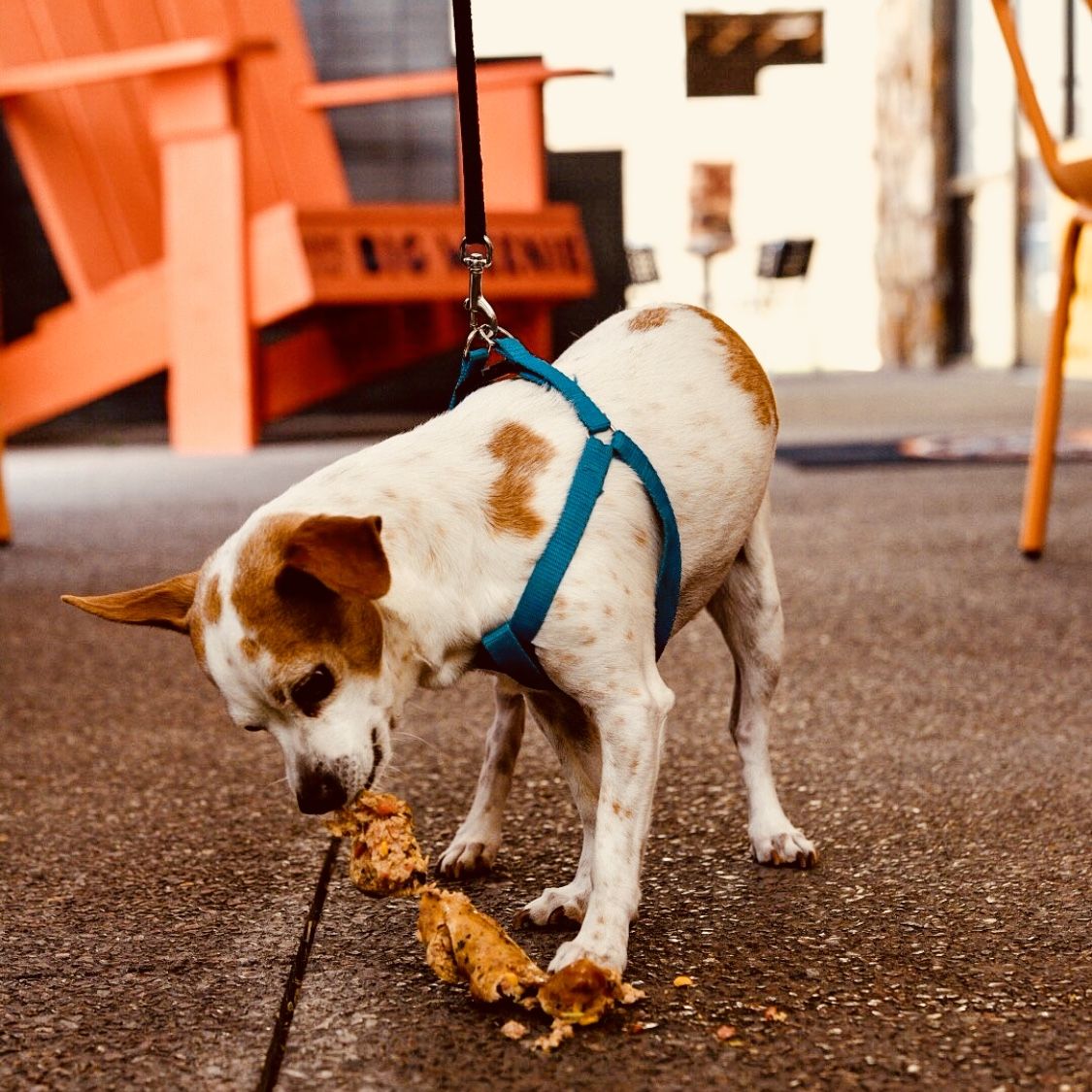Dog days of summer are almost over but don't worry, we've still got all the fixings for your pup at both locations including doggy beer and brats! 🐶🌭PS: Both locations will be closed this upcoming Monday for Labor Day so get your brat fix asap!