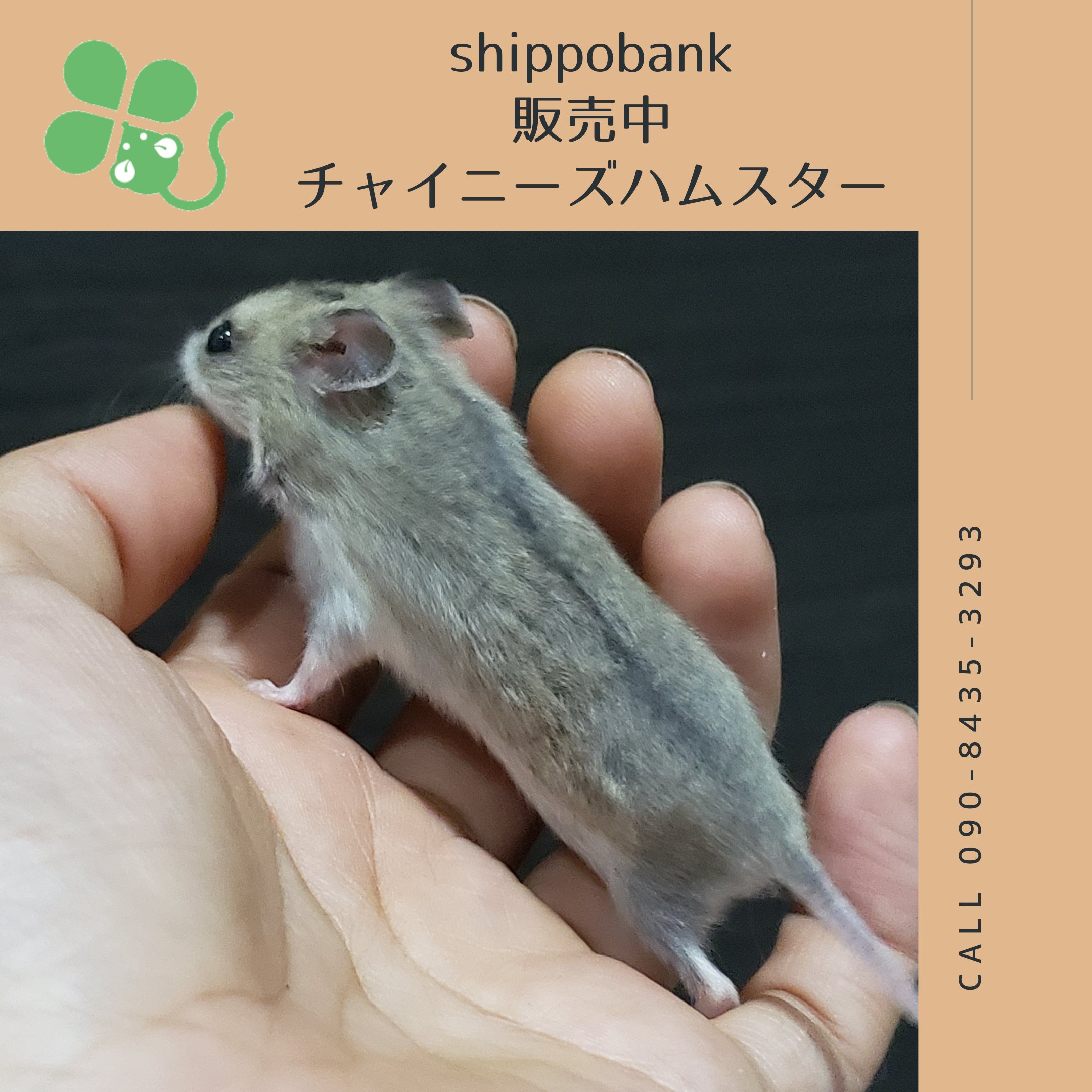 shippobank ペット専門ファンシーラット、ファンシーマウス