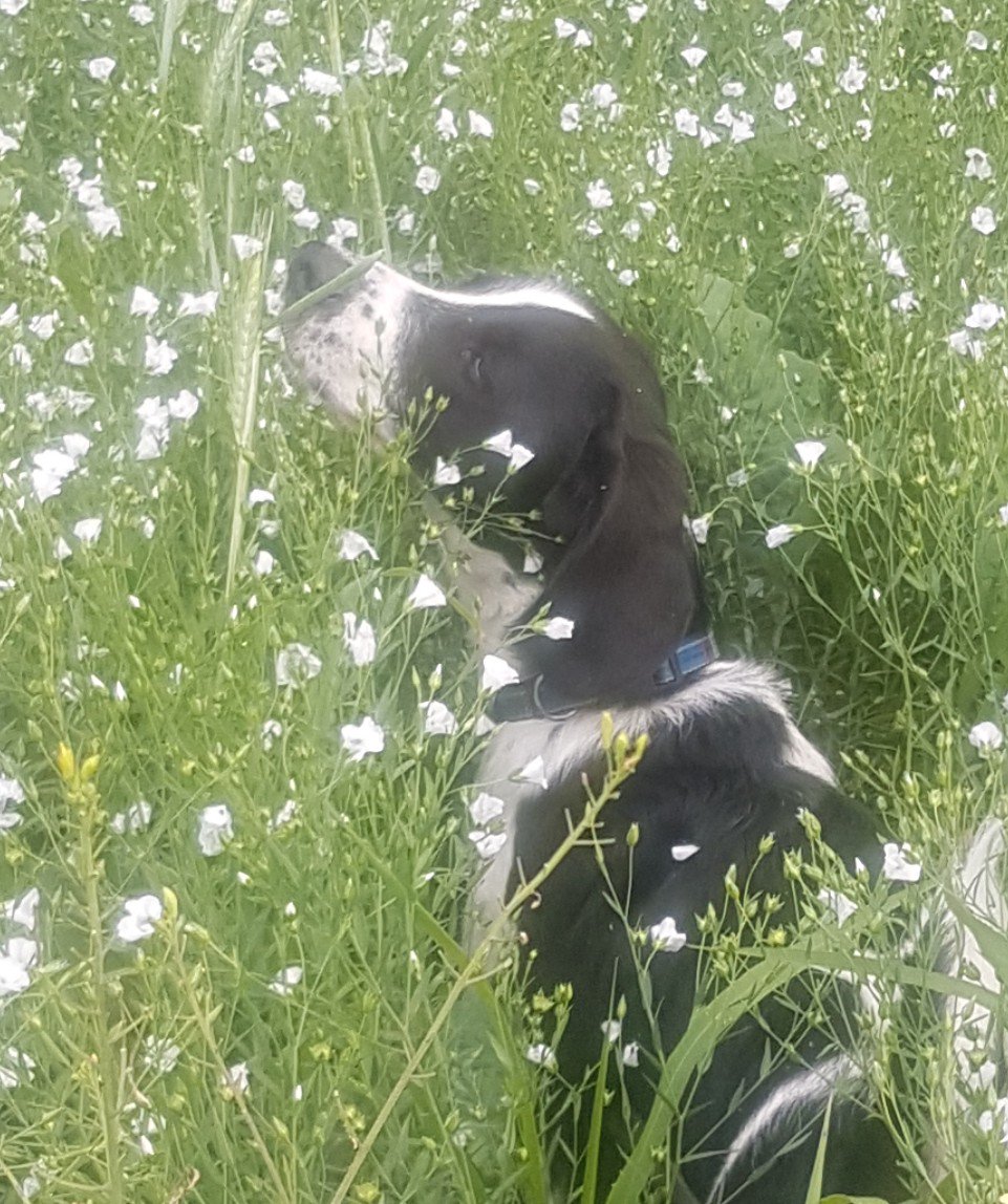 hillseee's tweet image. I&apos;m doing #30daysofcaninescience as I want to inject some new fun into my training and relationship with my dog Hardy. I want to help him overcome his struggles to make him less fearful of life in general