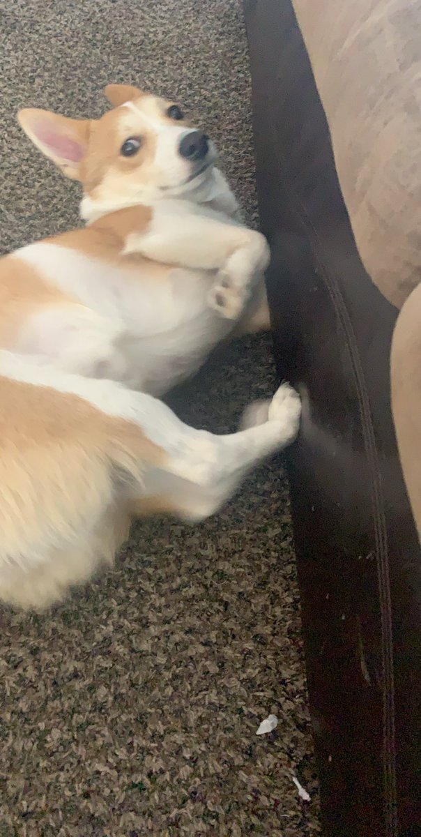 chaedesis's tweet image. Me: my dog is literally the cutest 
My dog: