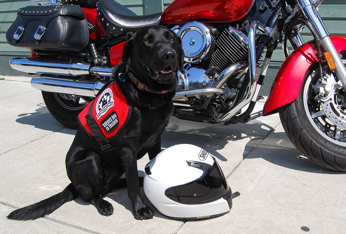 bcguidedogs's tweet photo. We are revving up for tomorrow's 1st Annual @bcguidedogs @ABGuideDogs #MotorcyclePokerRun2019 - it's going to be a great day raising funds for #GuideDogs, #AutismSupportDogs and #PTSDServiceDogs! 🏍♠️♥️♣️♦️🏁 https://t.co/H3RSh2zV8E