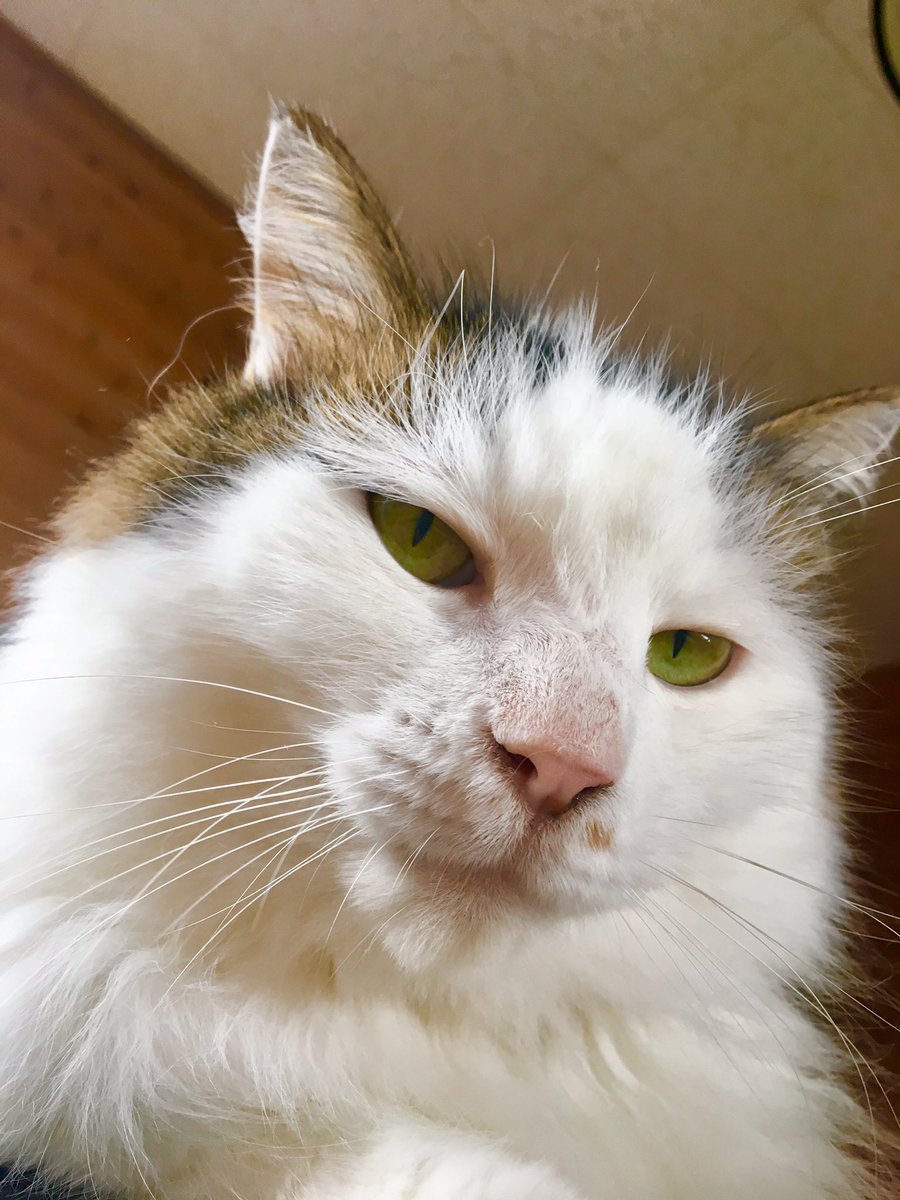 WillardMio's tweet photo. レオがお昼寝してたので 一緒に寝転んだら ドカッと乗っかってきて 見下ろされてる 可愛い！ 大好きだけど重苦しい😅 https://t.co/za63VMTOm4