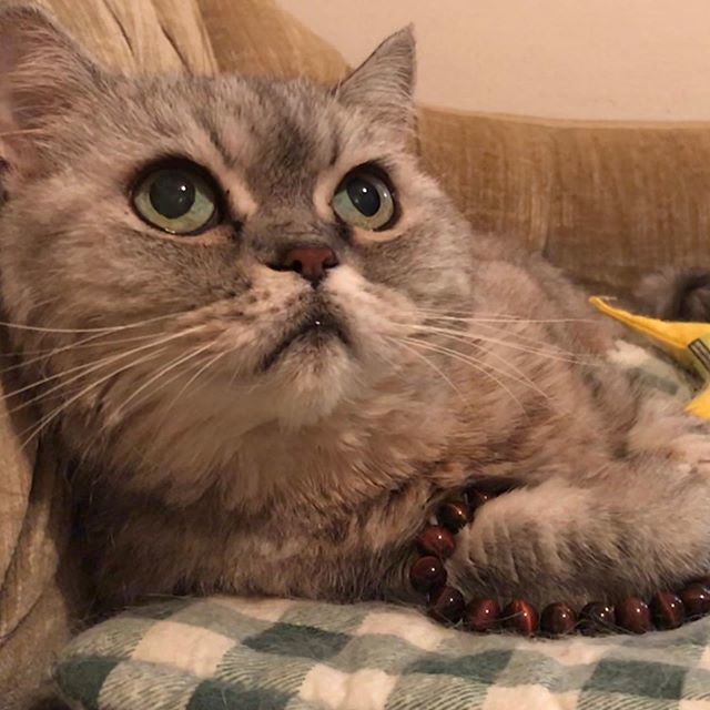 reallythecat's tweet photo. I’m told this bracelet will bring me luck. If it were so lucky, why did that lady sell it to Father? #weekend #wondering #question #lifestyle #hello #yes #catsofig #cute #happy #cat #catsofinstagram #instacats #instagood #adoptdontshop #cutepetposts #ca… https://t.co/KEGdk2ICLD https://t.co/VXqlarGrwT