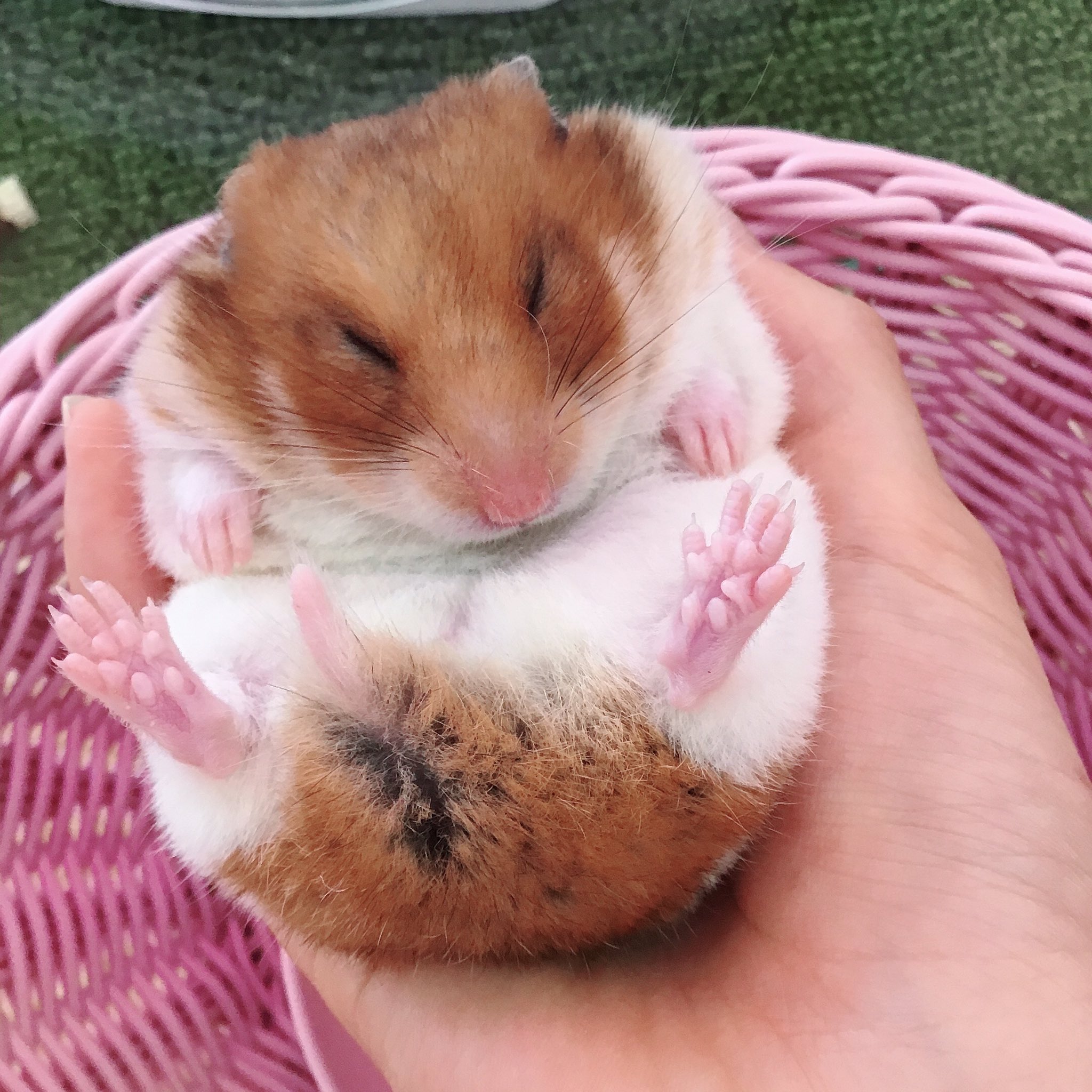 原宿かわいい動物園 手のひらでころんとお昼寝中のゴールデンハムスターさん ハムちゃんもふれあいが出来ますので是非遊びに来てください 原宿かわいい動物園 かわいい 原宿 Harajuku Kawaii ハムスター ゴールデンハムスター てのりはむ