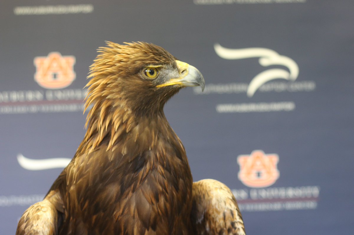 WarEagle's tweet image. Duck tastes good! #Auburn #WarEagle