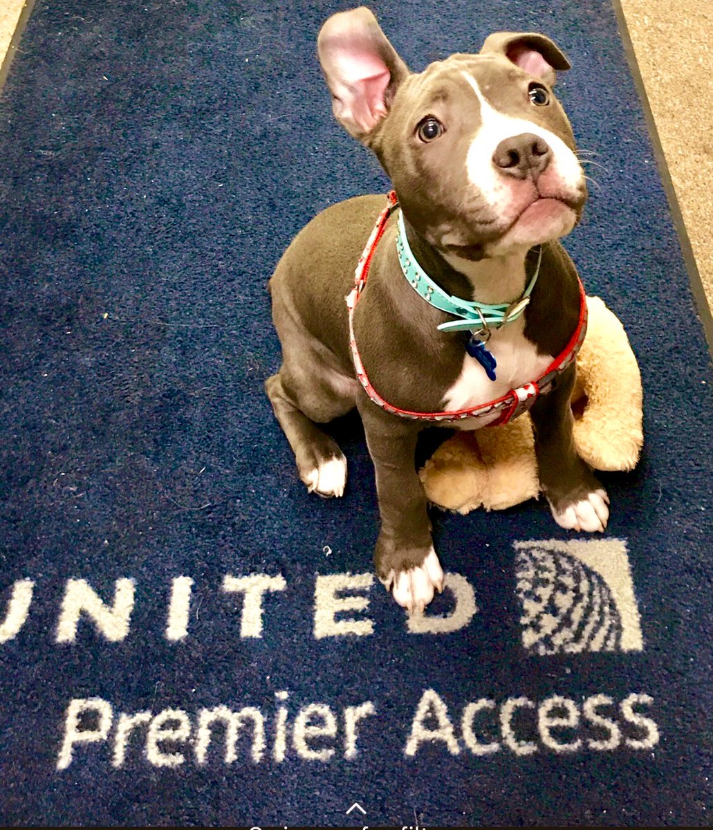 This pup should be the PDX mascot! #PDX #bluenosepitbull #Mascotas #doglovers