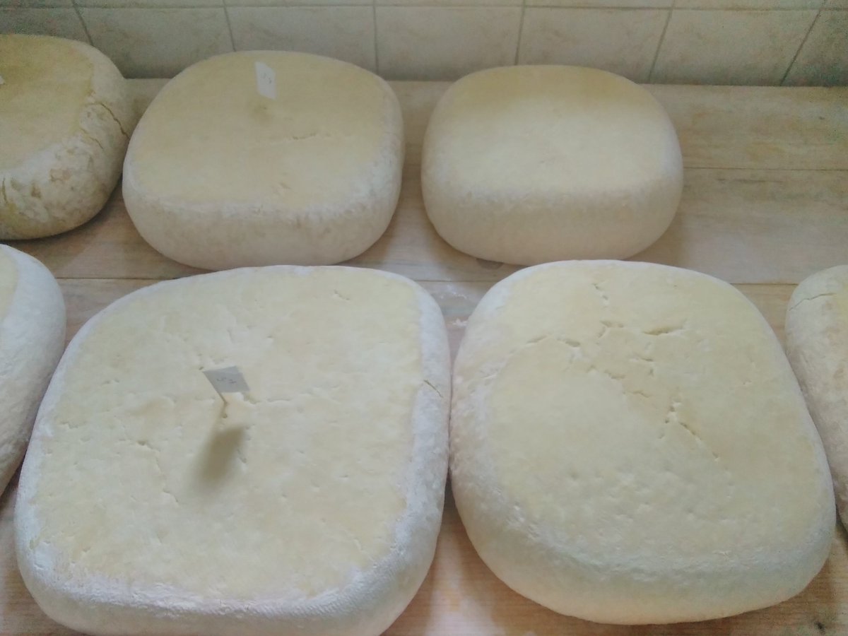 SlowFoodTatry's tweet photo. Vyzretý syr na Bryndzu 1787 https://t.co/zNLB41jgyb