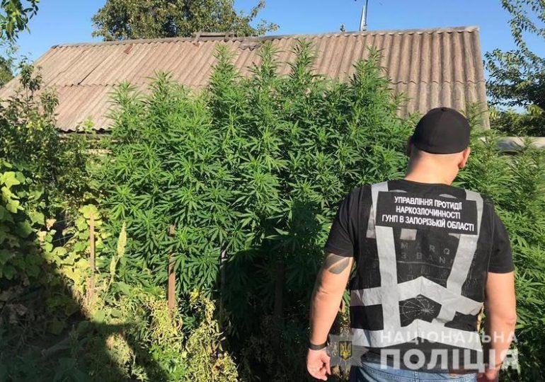где купить в запорожье марихуану где купить в запорожье марихуану