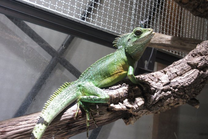 ウォータードラゴンのtwitterイラスト検索結果 古い順