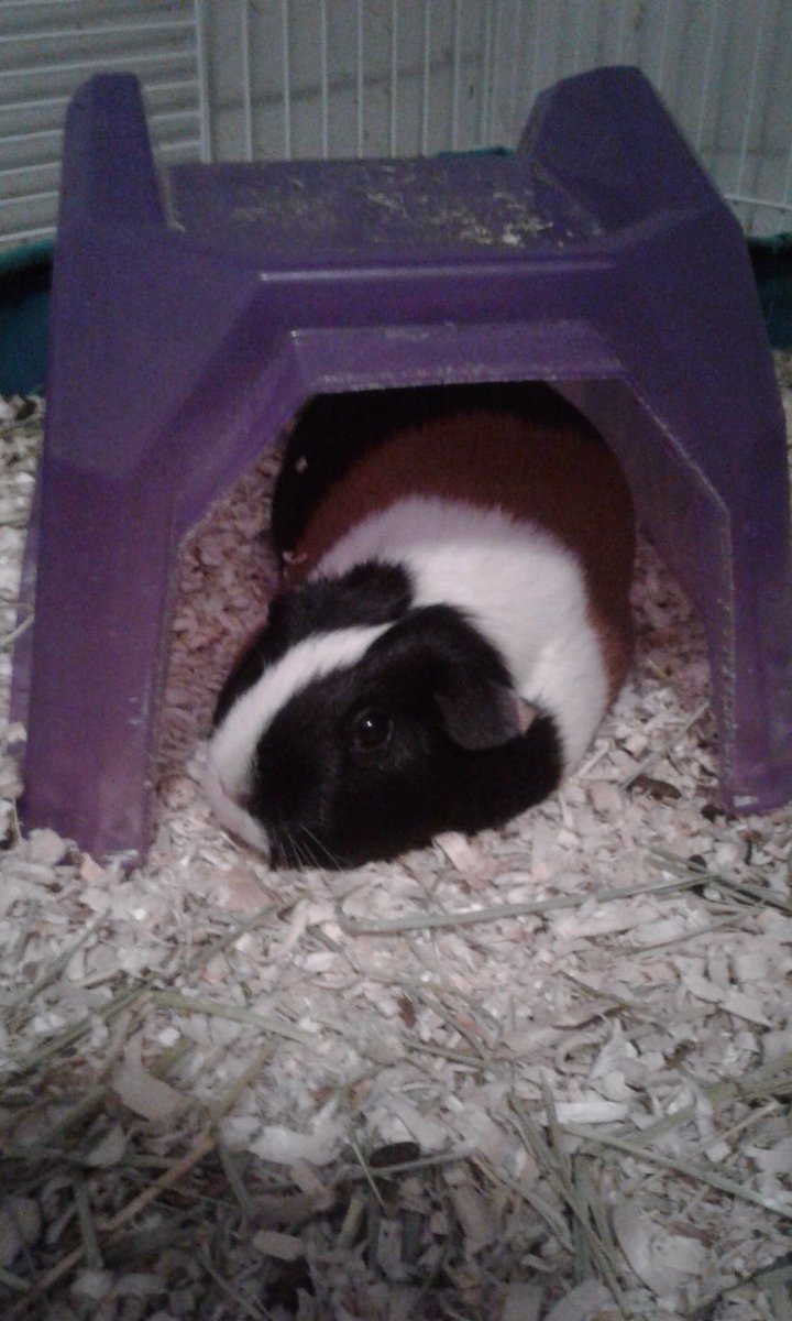 SweetPigtatoes's tweet photo. Being a smart piggie and learning tricks is tiring! https://t.co/55w9ITDnx8