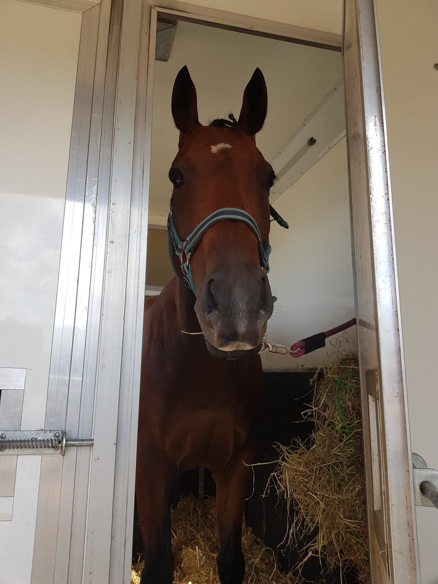 JS_Equestrian's tweet photo. Really stressed out! lunatic ex racehorse Karen's Lad chilling after dressage!  #RORlatest #chilling #laidback https://t.co/3obTh1Z6J9