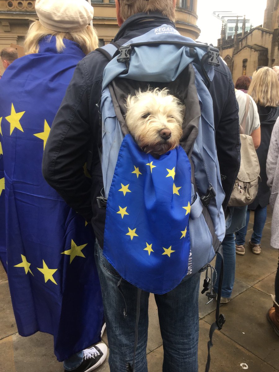 #DefendOurDemocracy #dogsoftwitter #manchestermarch #manchester #dogsfordemocracy