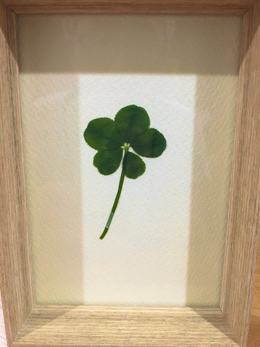 ゆずグレ 3 娘 1 On Twitter こないだの五つ葉クローバー 押し花