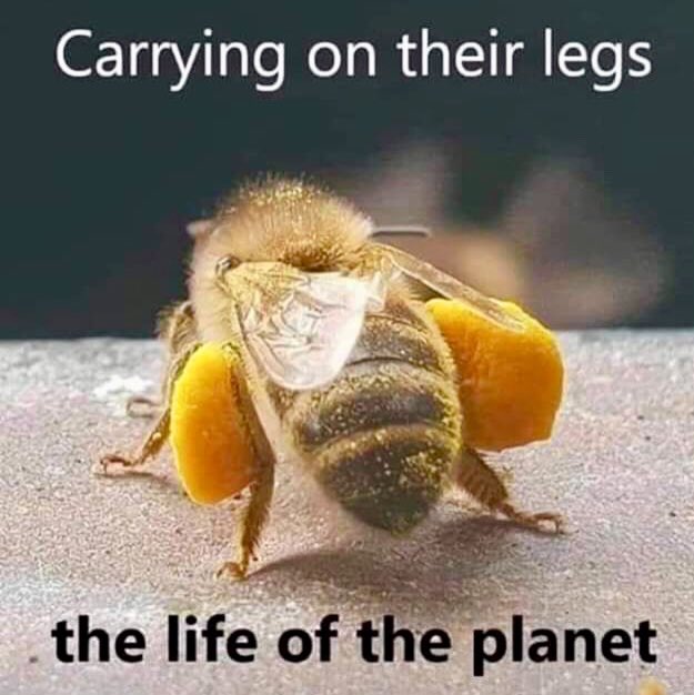 subashcv's tweet image. #SaveBee