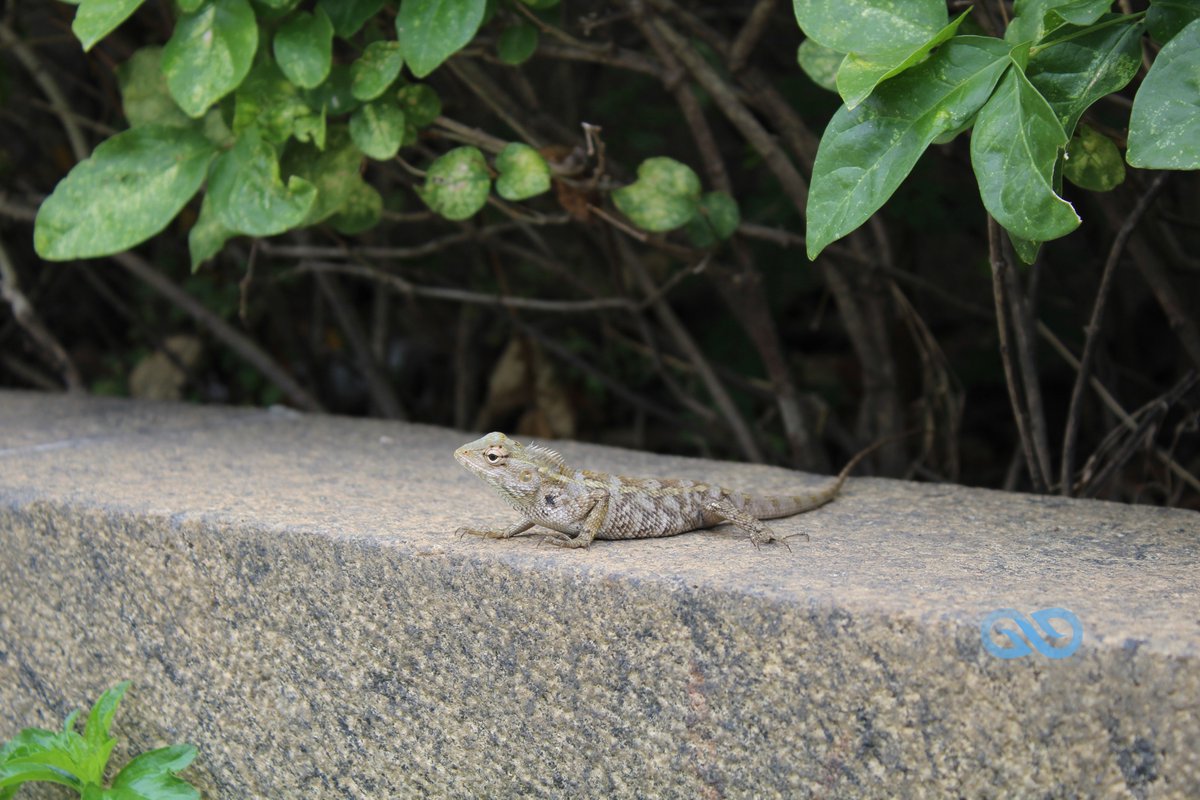 Peculiar_offl's tweet photo. Pogona aka Bearded Dragons #pogona #beardeddragons #lizard #wildlife #wildlifephotography #scary #peculiarphotography #nature #naturelover #chennai #india #dragons #dslr #canon #blogger📸 https://t.co/c4xHt1k6Ub