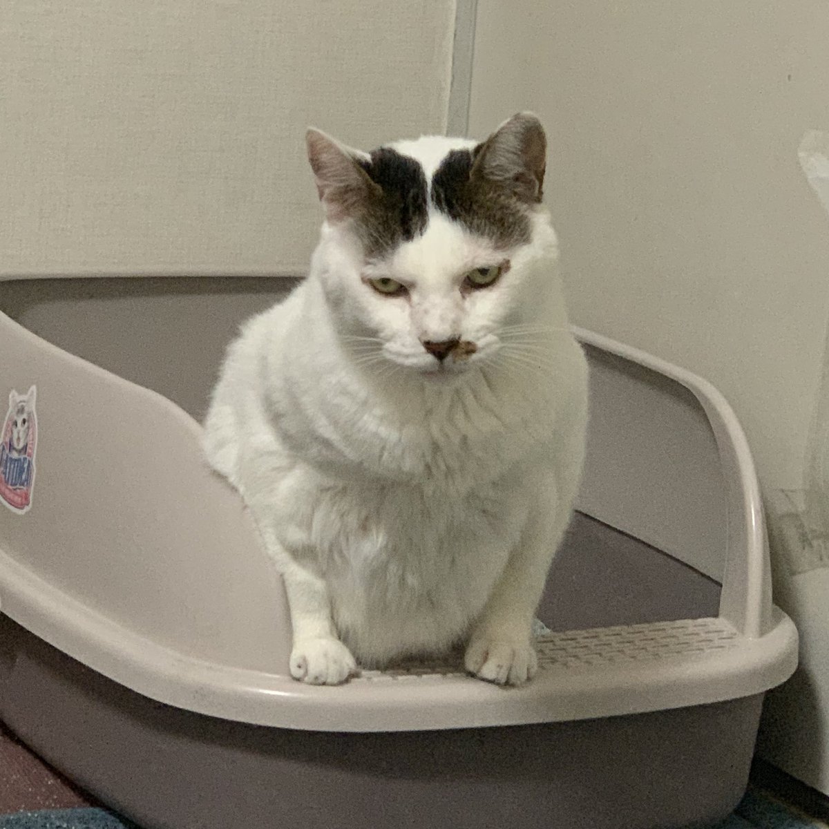 siru_the_cat's tweet photo. 사랑해 애옹 https://t.co/mBuc7ggy9y