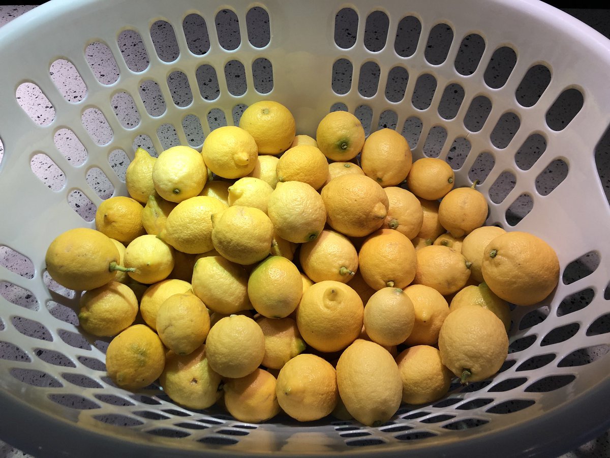 michaelmacolino's tweet photo. When life gives you 🍋 make Limonchello 🥂 
#FarmerMac 👨‍🌾 https://t.co/PzgQiGEr61