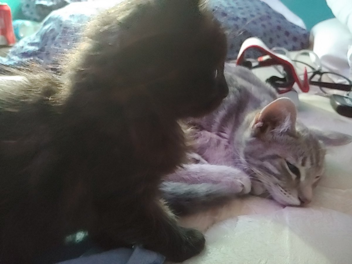 Time for me to say something provocative and then immediately go to sleep. Go easy on my inbox.

I think we should completely repeal the 2nd amendment. The U.S. has proven it cannot be trusted with guns.

If that offends you, here's a cat picture.

#MassacreMitch #OdessaShooting