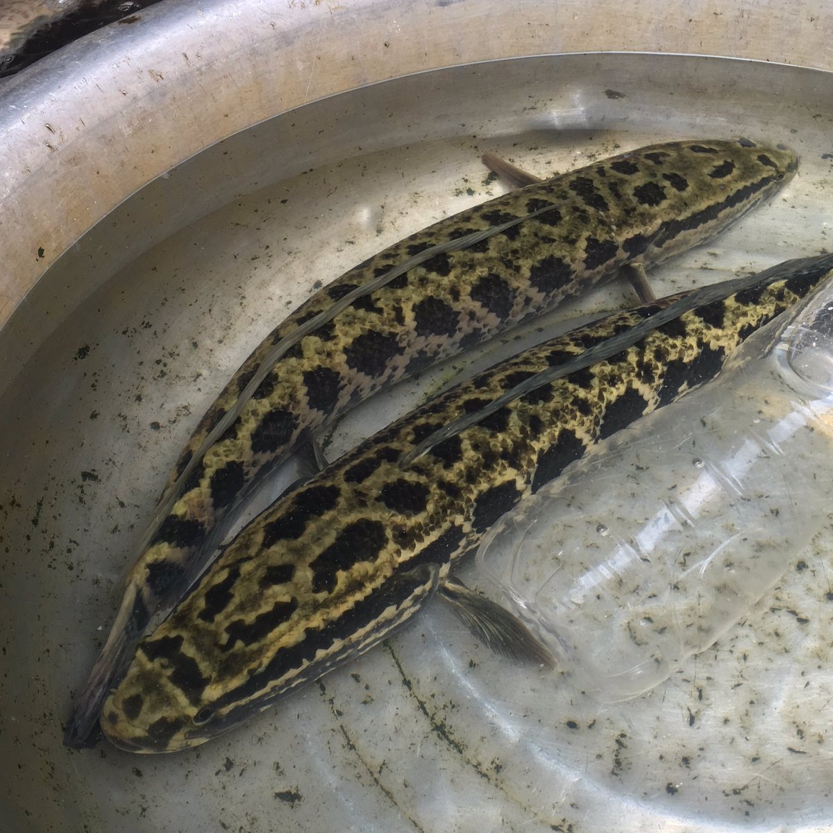 Twitter 上的 井の字 中国 大連 ライギョ 雷魚 は中国や東南アジアではポピュラーな食材 クセのない白身で 身も厚い Ca Quả または Ca Chuối バナナフィッシュ などと呼ばれている かつてタイで食べた プラチョンペッサ 姿揚げを酸っぱ辛く煮込む