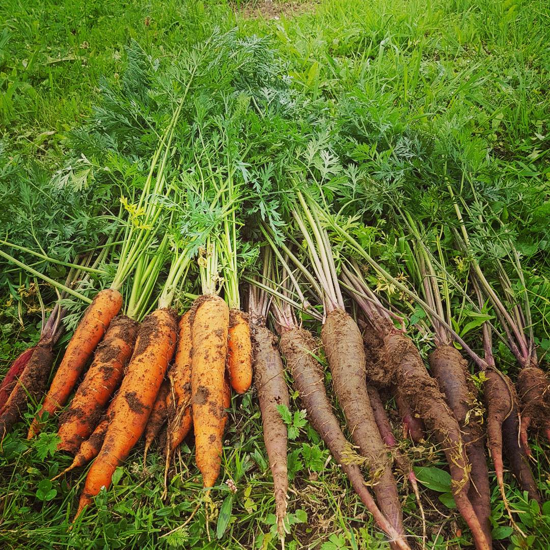 HUBERT PAPAJ - CEO KARR Inc. tweet media