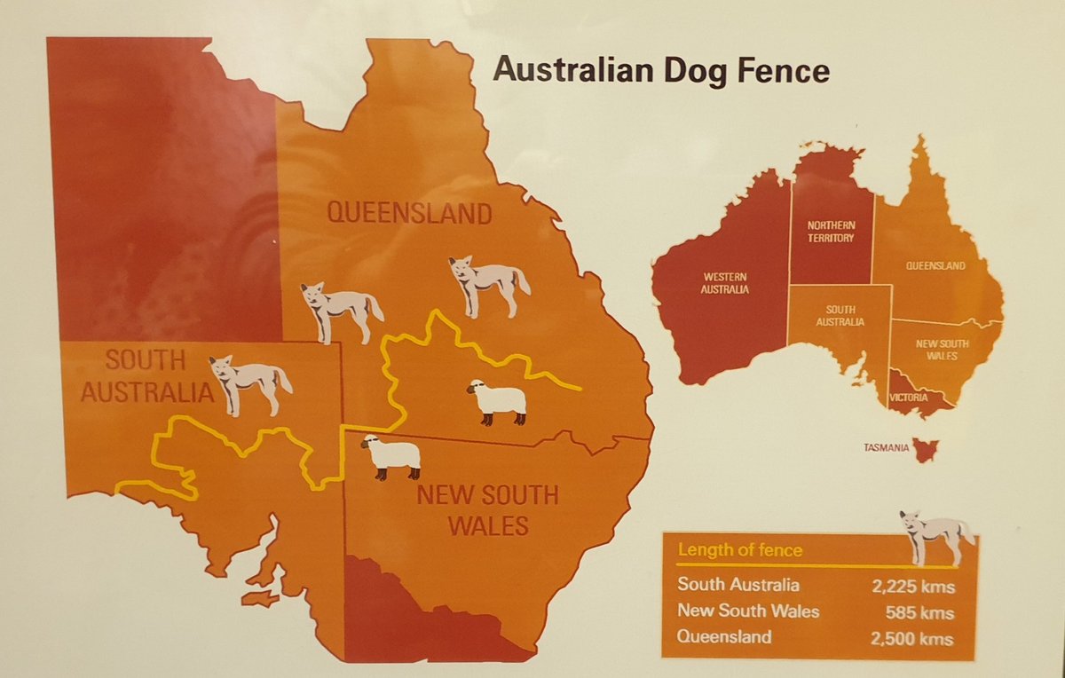 Dingofence Hashtag On Twitter