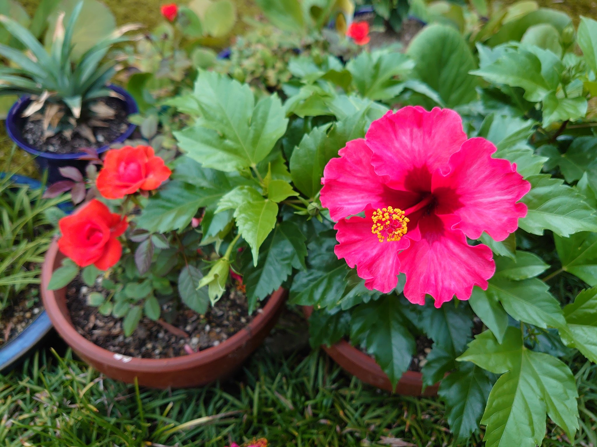 Takashi ハイビスカス の隣に ミニ薔薇 赤いミニ薔薇の花言葉は 猛烈な恋 内気な愛らしさ 大丈夫かオカン ミニ薔薇 ハイビスカス 花言葉 オカンの恋心