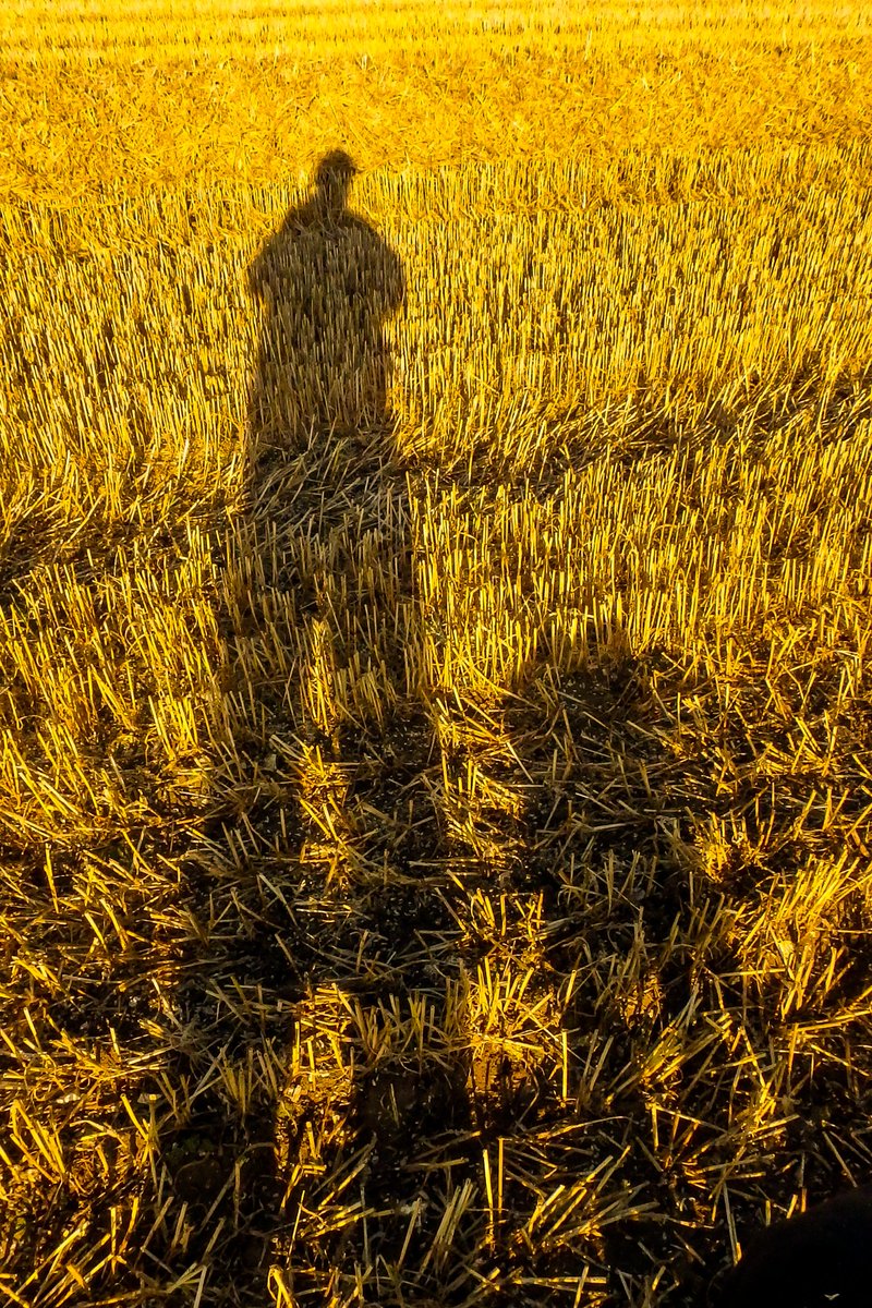 ApertureF2's tweet image. Out with the dog in the Yorkshire Wolds, first thing this morning.