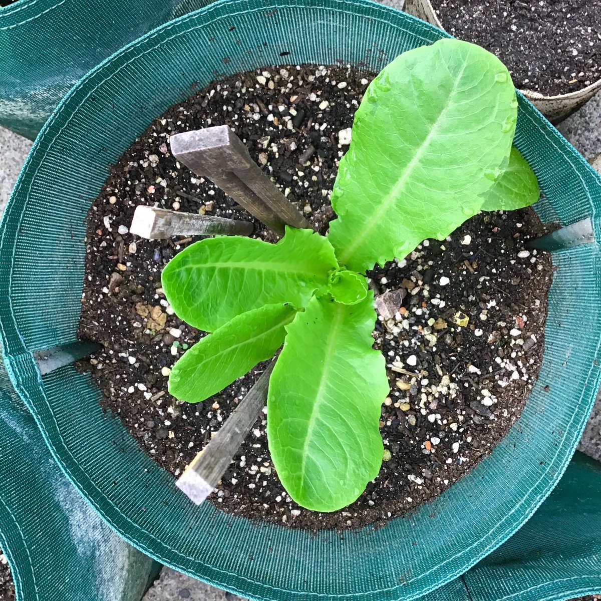 グロ子 Growfood365 プランターバッグ の野菜苗が直ぐに倒れる それは土の入れ方がふんわり過ぎるのです まっさらの培養土はふわふわ 水を含むと大幅に嵩が減るのに驚いた方は多いのではないでしょうか プランターバッグの土はたっぷりみっしり