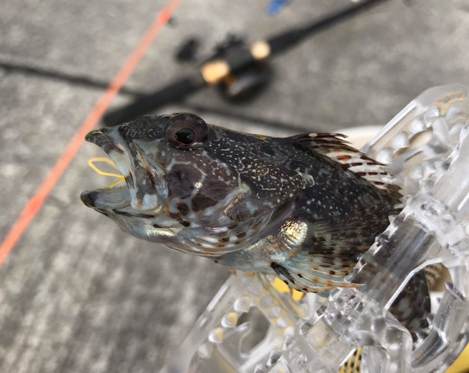 今日も魚釣りしてた
釣れなくても楽しいし、釣れたらクッソ楽しい 