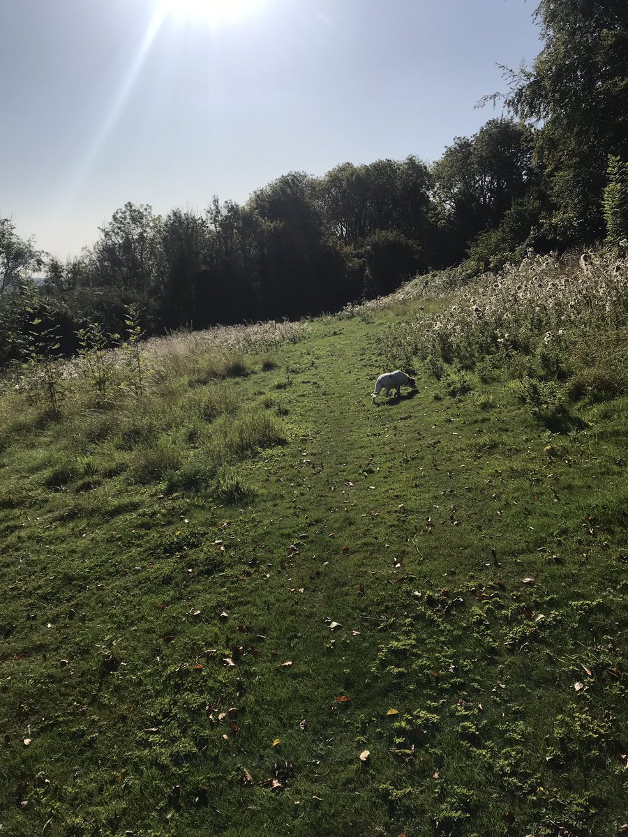 CazPerry's tweet image. Hello September! What a gorgeous start...
#dogwalk #SundayMorning