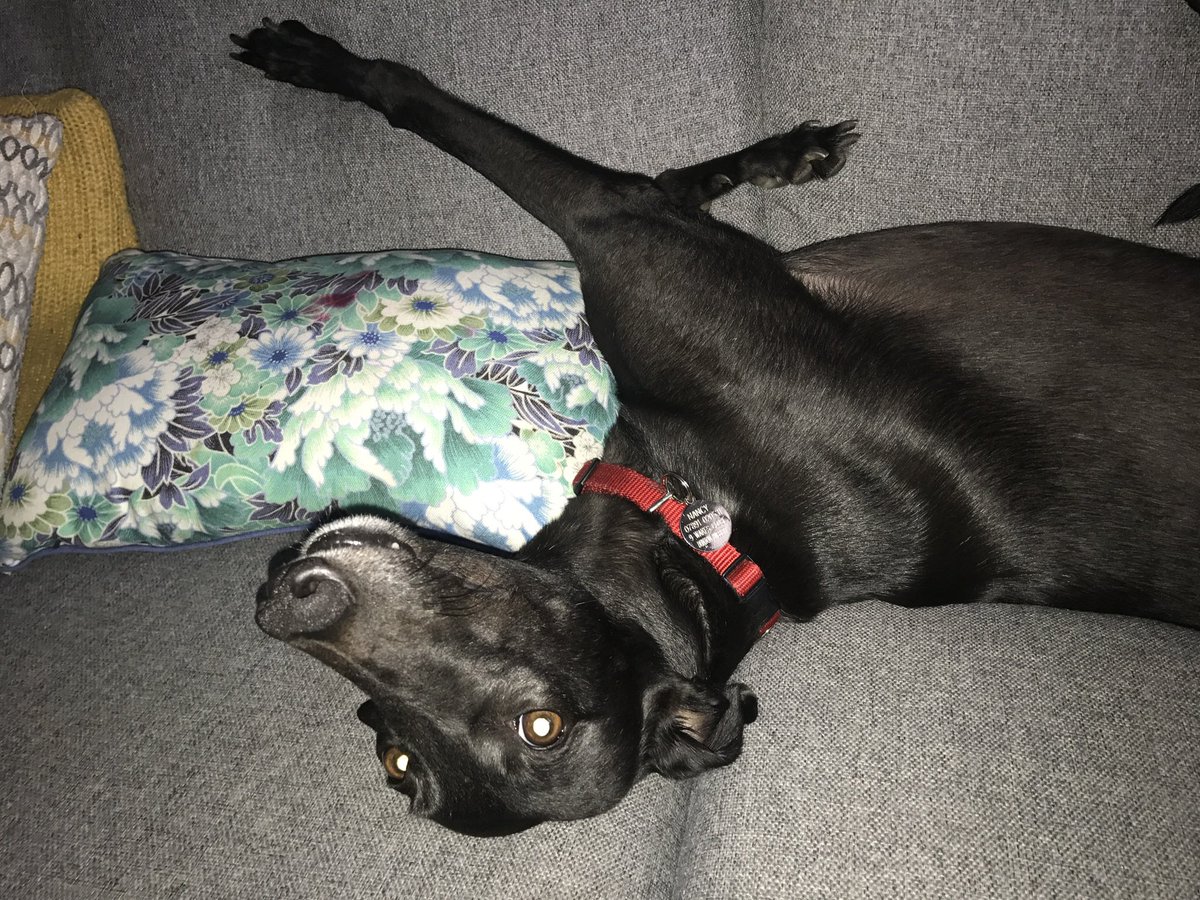 LessWasteLutter's tweet photo. @Calcutta_Times Nancy ♥️ Ex racer who we adopted when she retired. Now lives on the sofa 😴 https://t.co/vILaV6SYeY
