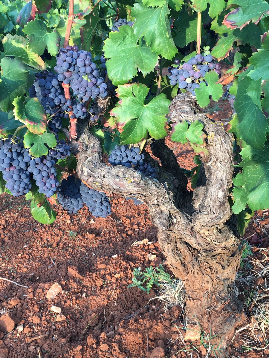 avinawinetools's tweet photo. We like cool reds in the sun...One of our openers will do the trick nicely #avinawinetools
https://t.co/lJy9bsQE4H https://t.co/PYPTdMce5d