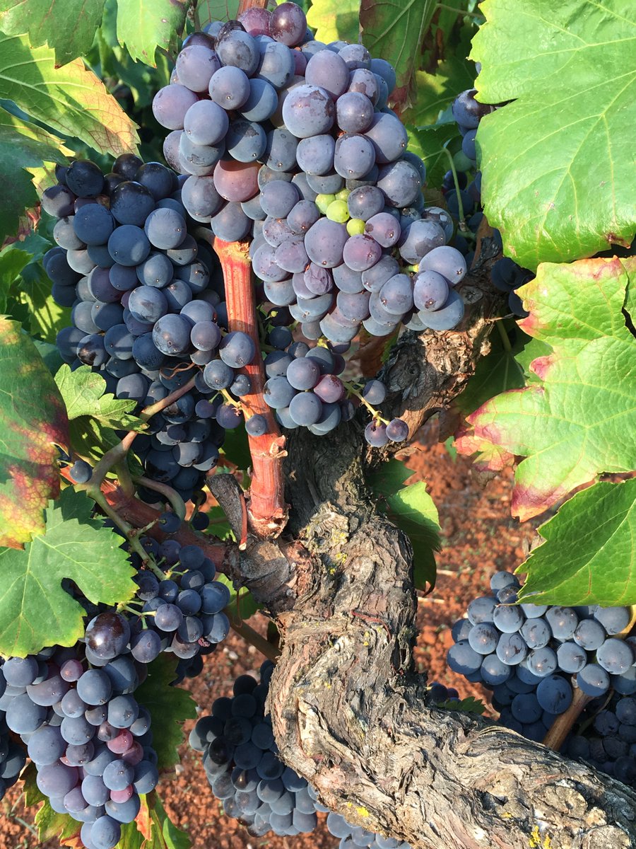 avinawinetools's tweet photo. We like cool reds in the sun...One of our openers will do the trick nicely #avinawinetools
https://t.co/lJy9bsQE4H https://t.co/PYPTdMce5d
