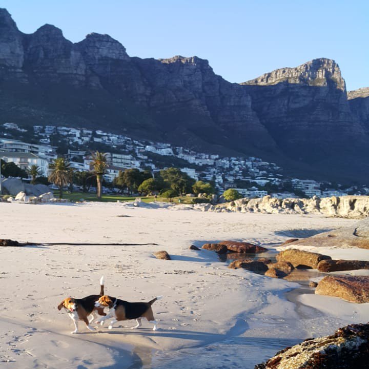 BeagleInMind's tweet photo. Run run run as fast as you can - it's SPRINGTIME!
Time to dash down to the beaches to get that tan, and get those winter warmers off your beagles! 😉
Remember Camps Bay is open to dogs before 9am and after 6pm until November!

#campsbayouting #dogsdayout

Photo by Marieta Kruger https://t.co/zNXDoXeBFB