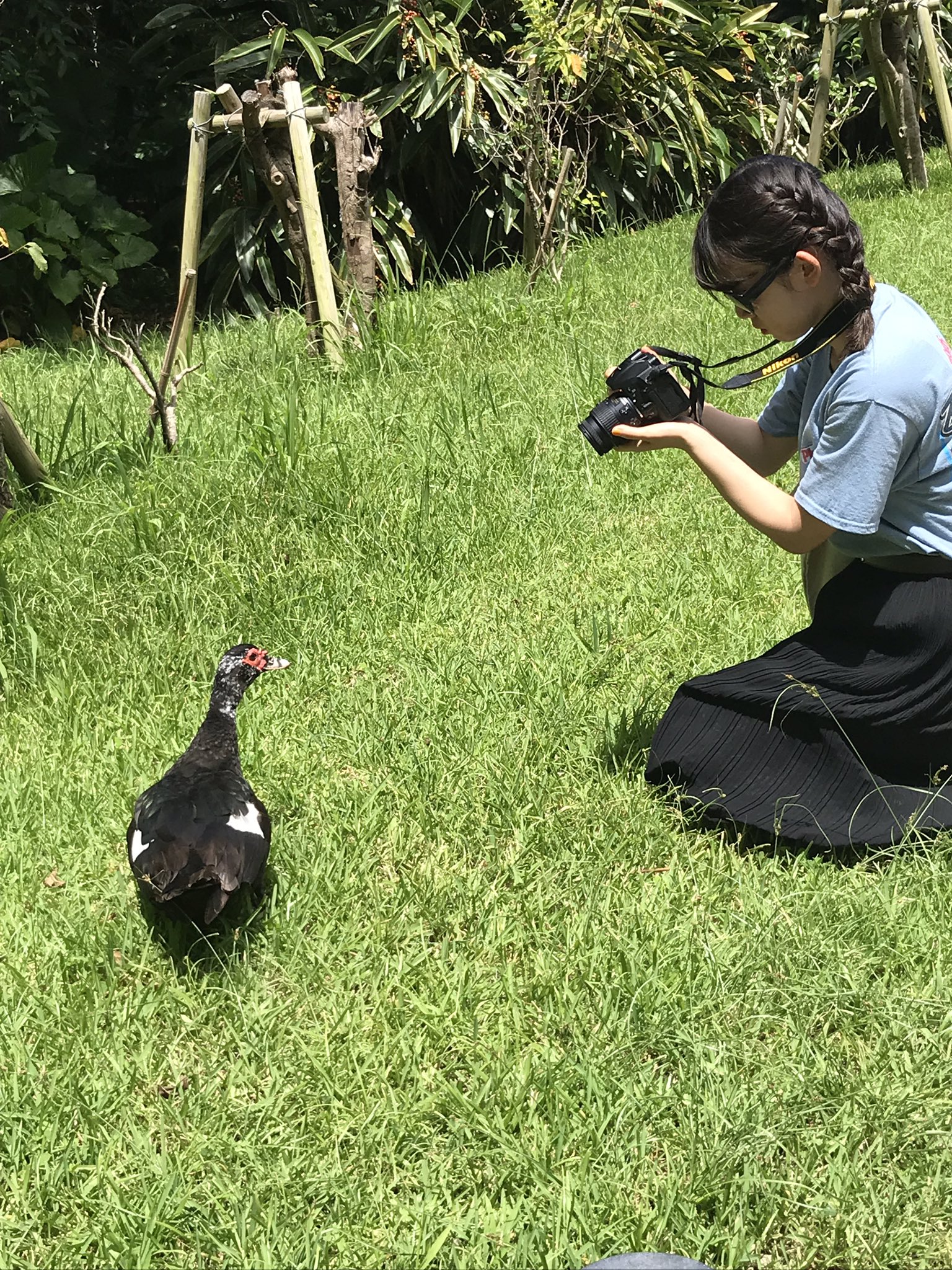 にゃ ｏ W ノ 首里城にいた バリケンという鳥 首里城 バリケン T Co Kvsaupxxzm Twitter