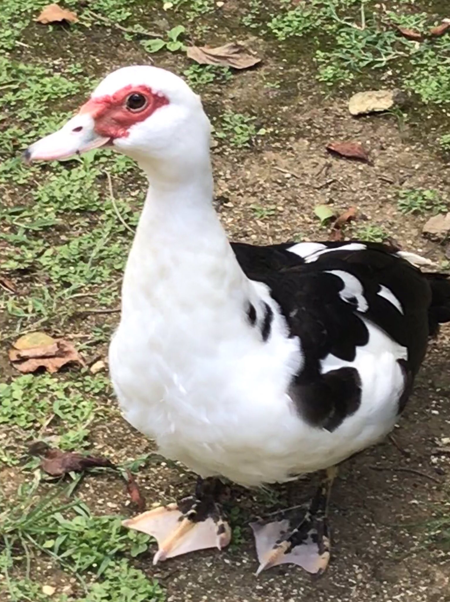 にゃ ｏ W ノ 首里城にいた バリケンという鳥 首里城 バリケン T Co Kvsaupxxzm Twitter