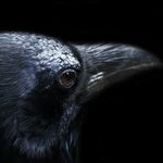 カラスは仲間が死んだらお葬式を開くらしい？