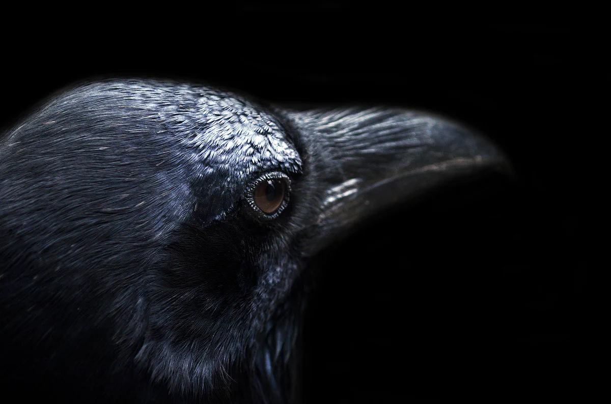 カラスは仲間が死んだらお葬式を開くらしい？