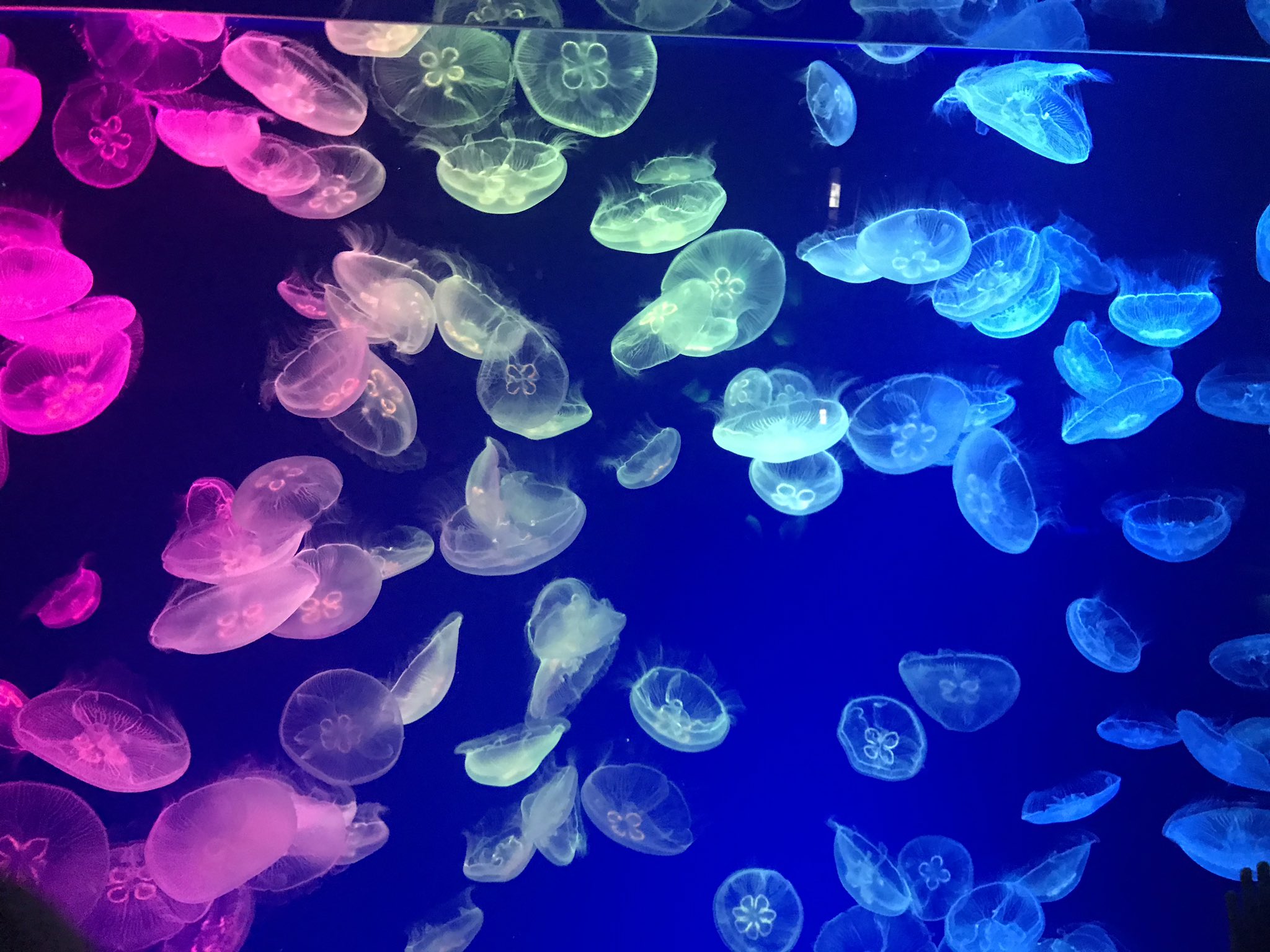 アフロ Uch リアル水族館なう 名古屋港水族館 クラゲきれい ペンギンかわいい イルカもかわいい ウミガメでかい T Co K4712b1ngw Twitter