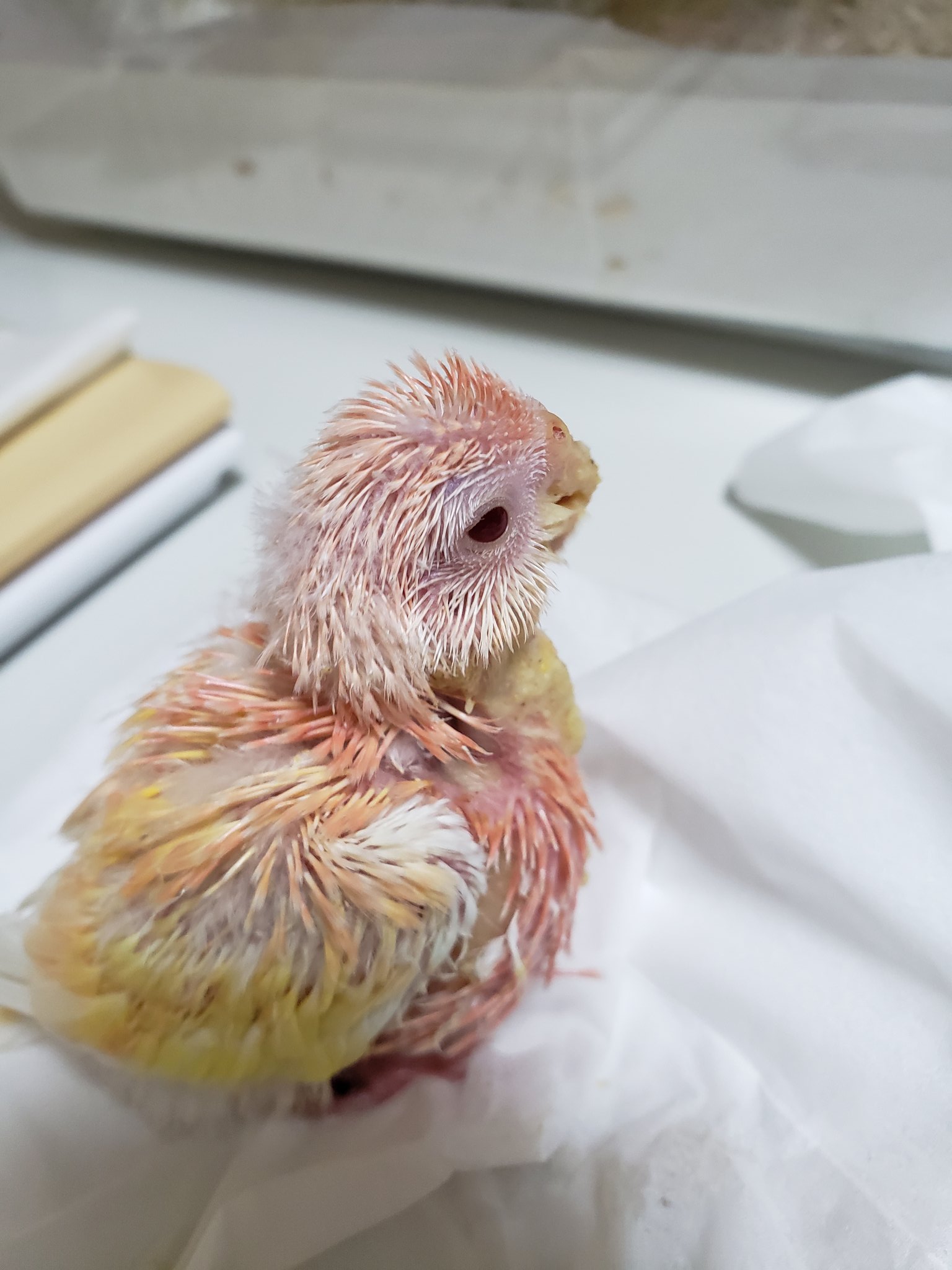 すぴか アキクサインコ 里親様募集中の雛ちゃん 次は 8月生まれの雛ちゃん2羽 まださし餌の雛ちゃんです 3号ちゃん ルチノー 女の子 19 8 14 生まれ 毎日さし餌を はぐはぐ 食べてます 淡い色目が綺麗さんです アキクサインコ 雛ちゃん