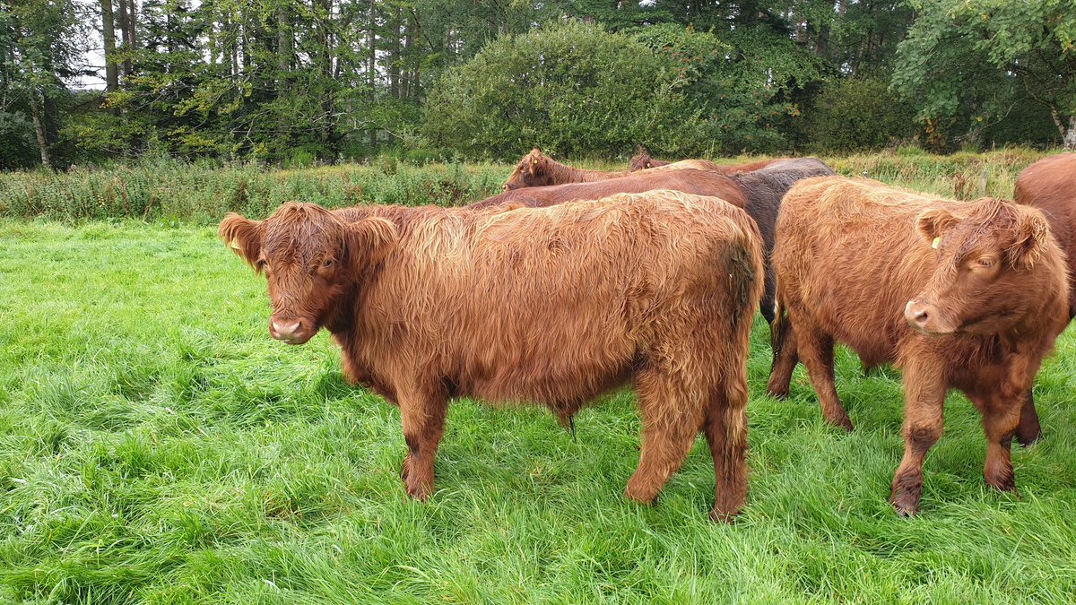 EdinvaleFarm's tweet image. The breeds that we use are traditional Scottish native breeds, Highland and Beef Shorthorn. These are hardy breeds ideal for our climate and location that can effectively use the grass we grow as well as poorer quality fodder. #ScotFoodFort19 #meatwithintegrity #scotchbeef