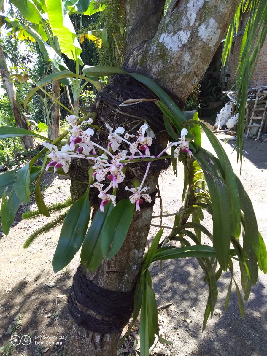 Gambar Anggrek Hutan