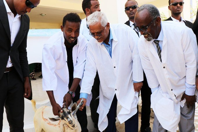 DalkaTV3's tweet photo. #Puntland Vice President Ahmed Karash launches vaccination &amp; treatment campaign for 3 million animals across the #Somali Federal State. https://t.co/CMr7pzmfrw